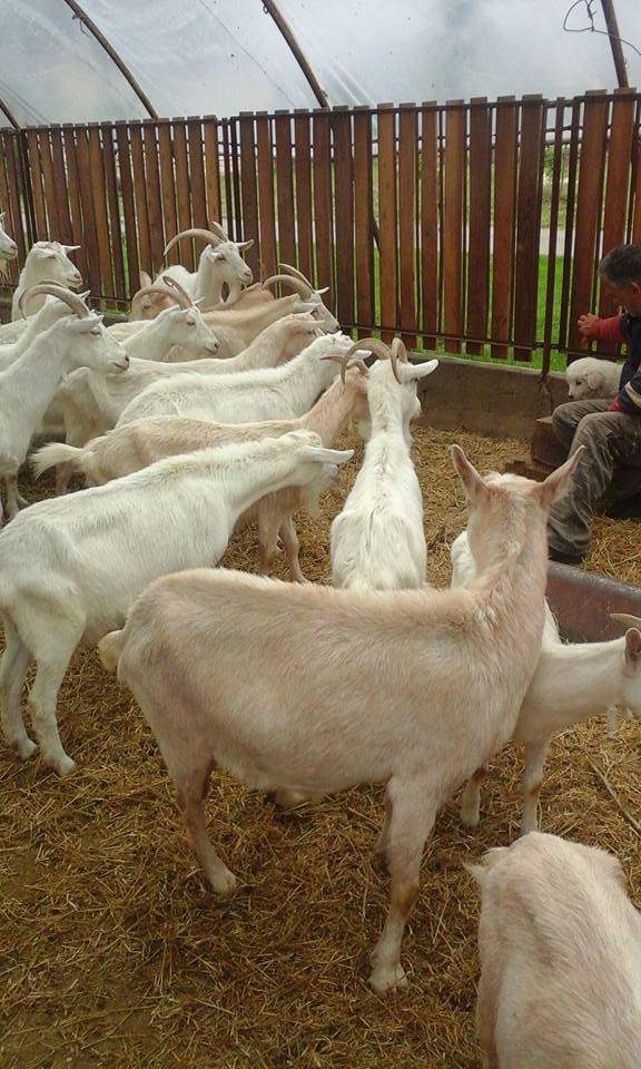 Őstermelői Kecskesajt