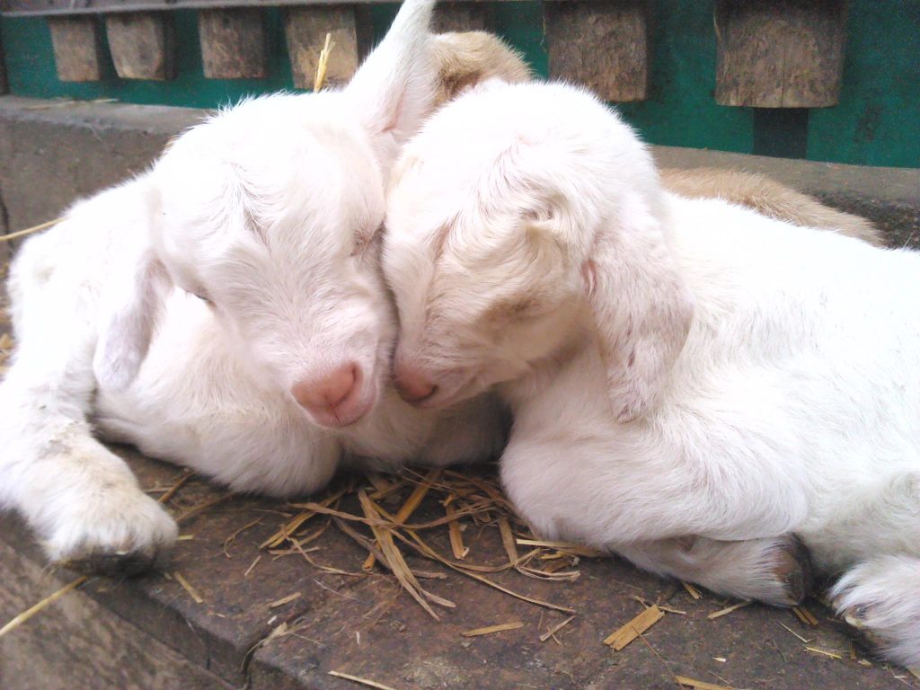 Őstermelői Kecskesajt