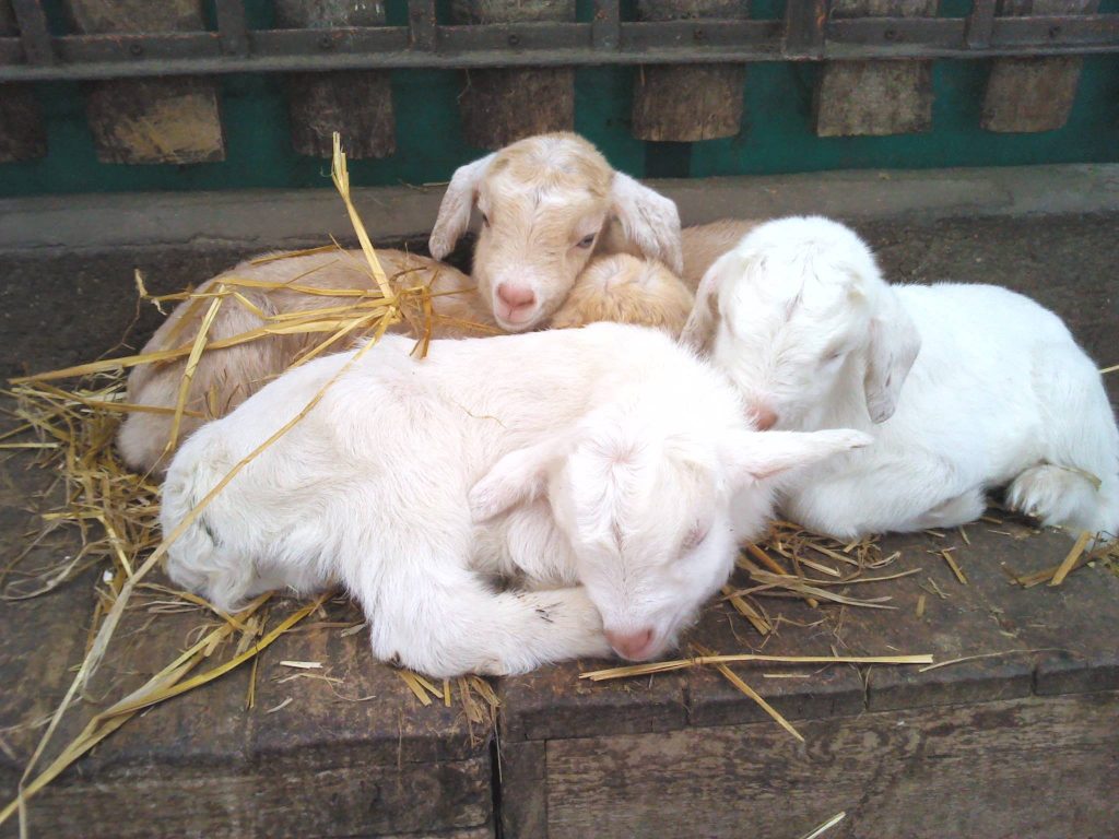 Őstermelői Kecskesajt